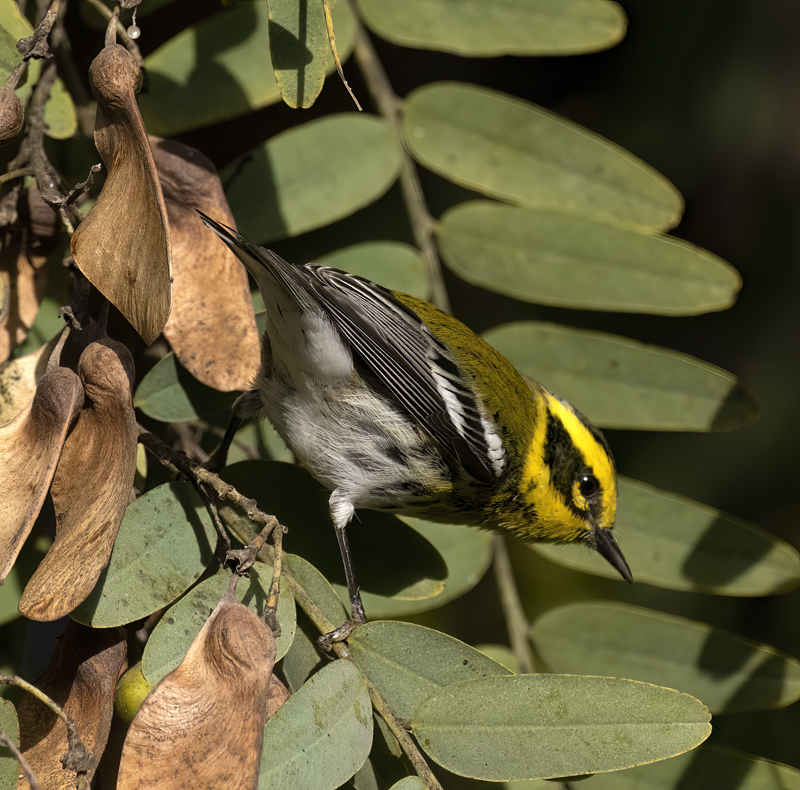 Townsends_Warbler_22_CA_156
