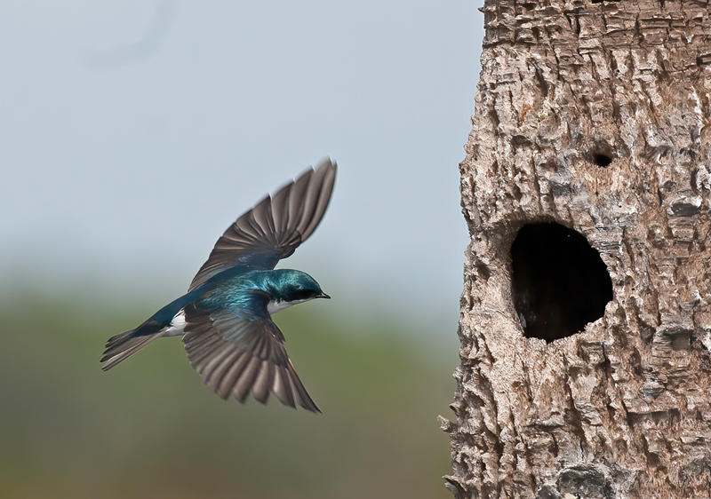 Tree_Swallow_09_FL_001