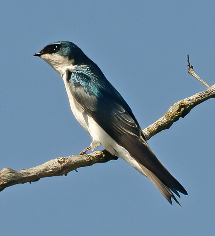 Tree_Swallow_13_CA_025