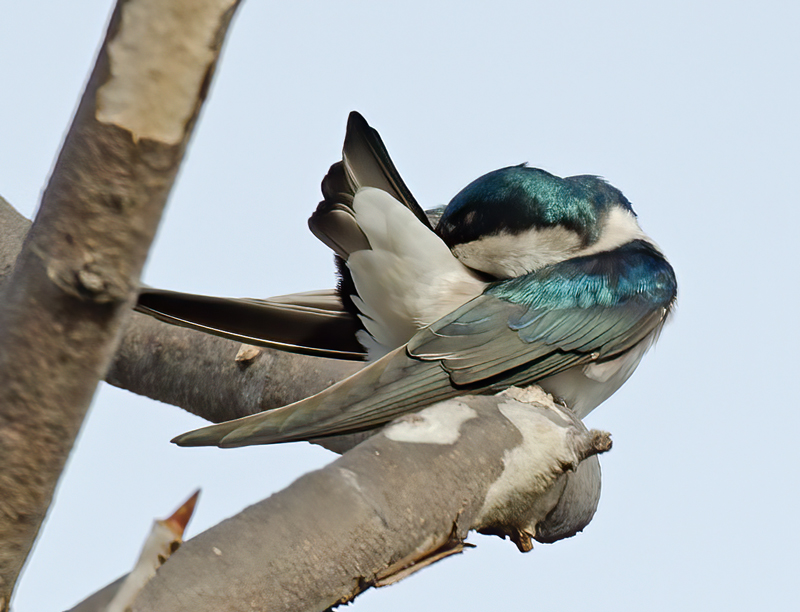 Tree_Swallow_14_CA_020