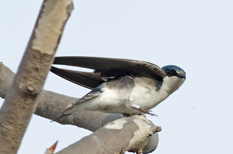 Tree_Swallow_14_CA_025