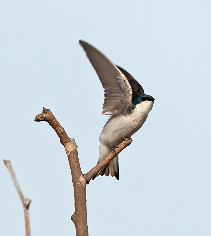 Tree_Swallow_14_CA_042