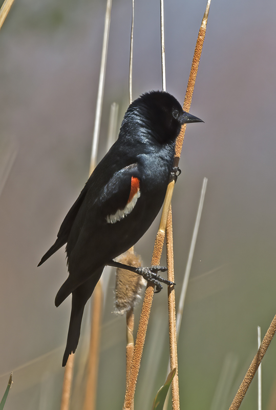 Tricolored_Blackbird_15_CA_030
