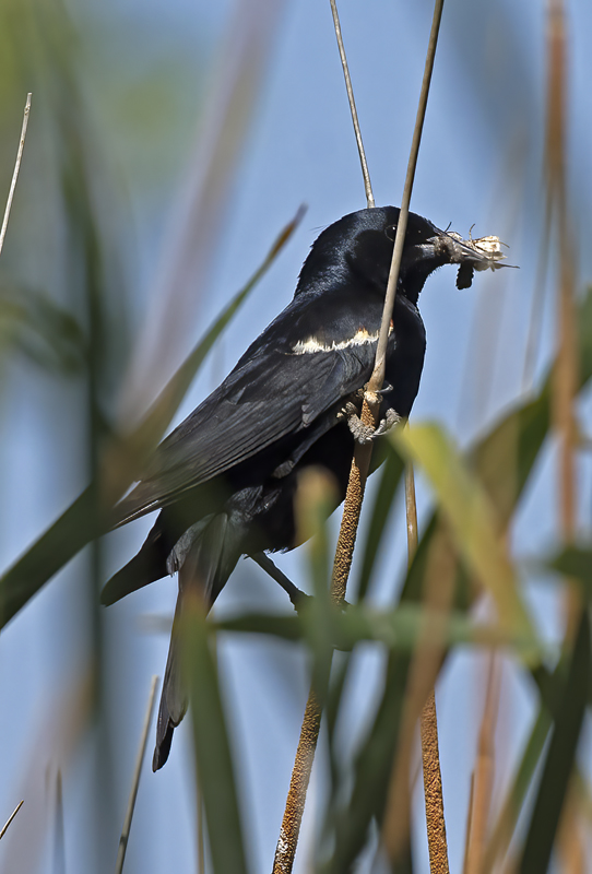 Tricolored_Blackbird_15_CA_056