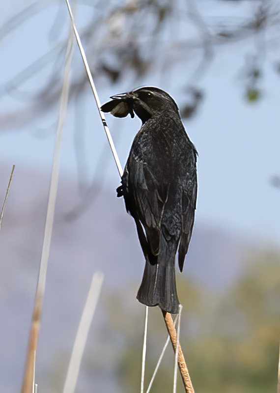 Tricolored_Blackbird_15_CA_103