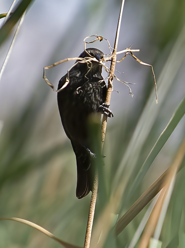 Tricolored_Blackbird_15_CA_110