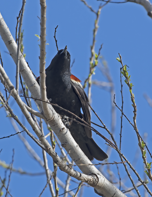 Tricolored_Blackbird_17_CA_006