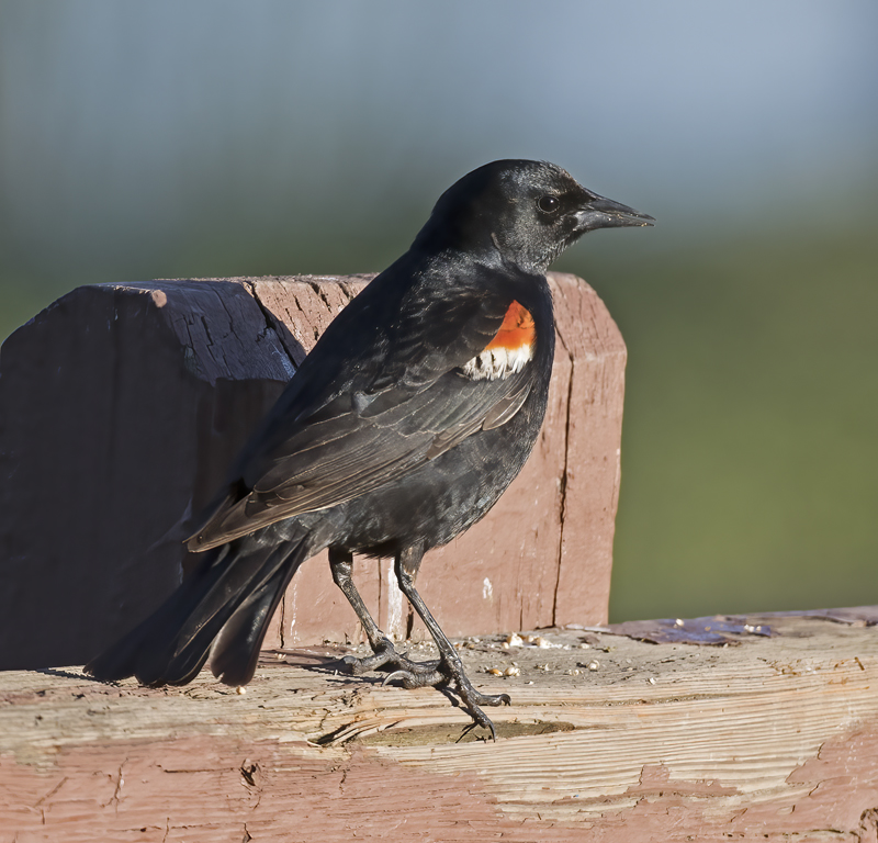 Tricolored_Blackbird_17_CA_022