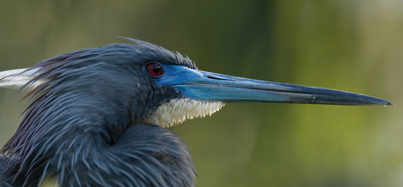 Tricolored_Heron_09_FL_002