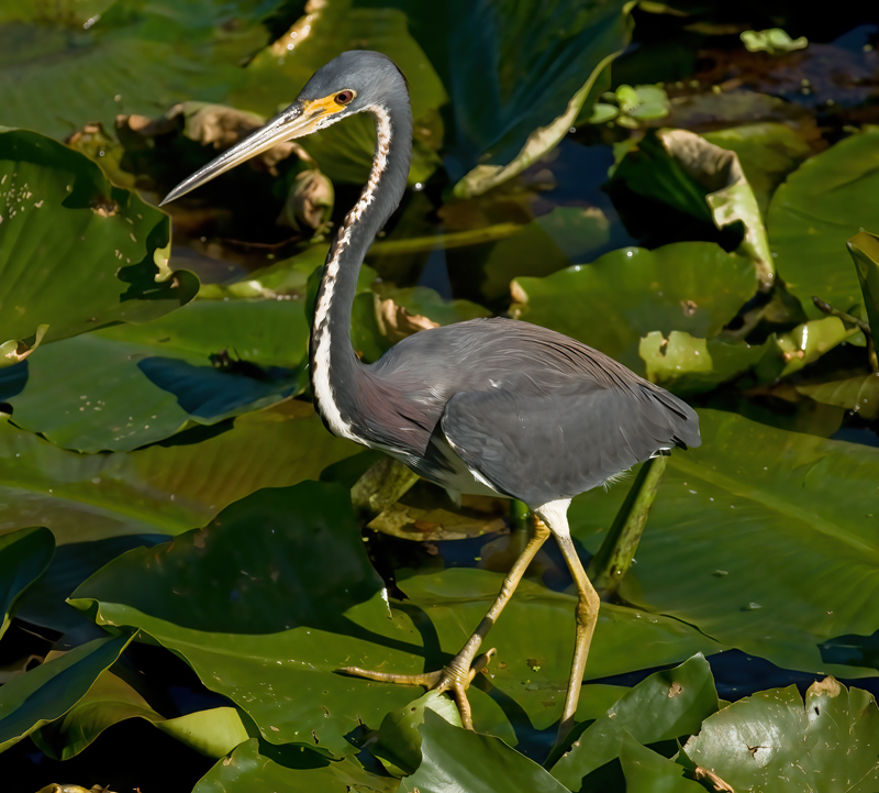 Tricolored_Heron_09_FL_135