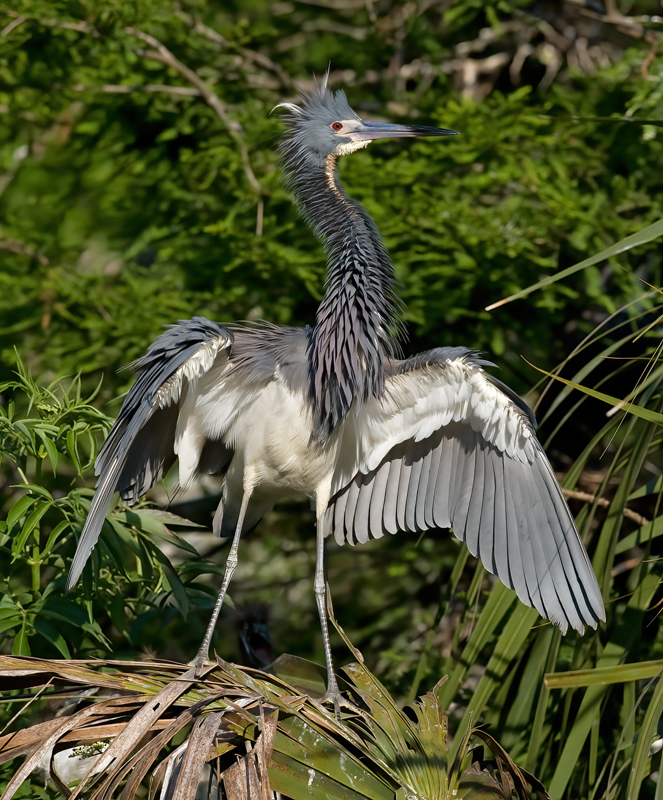 Tricolored_Heron_09_FL_223