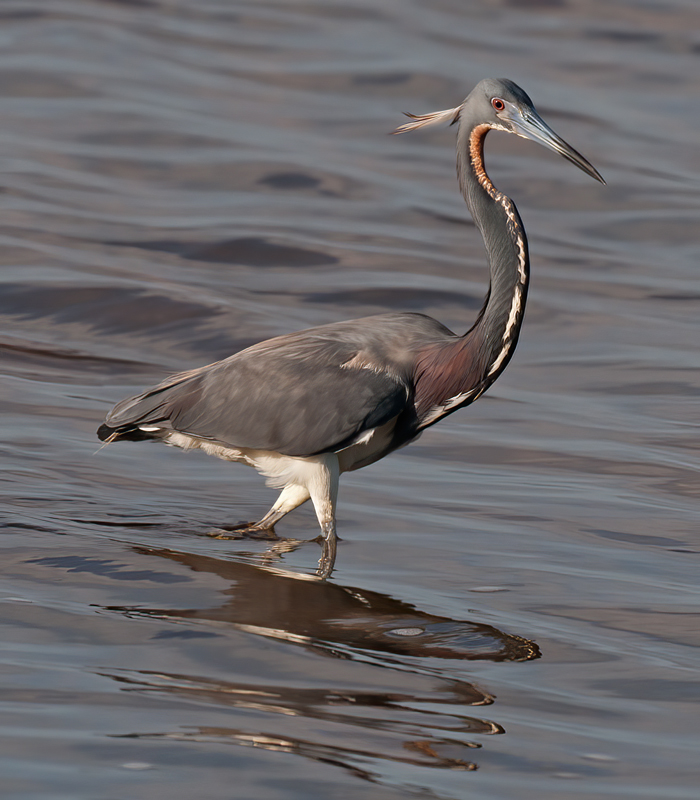 Tricolored_Heron_10_FL_013