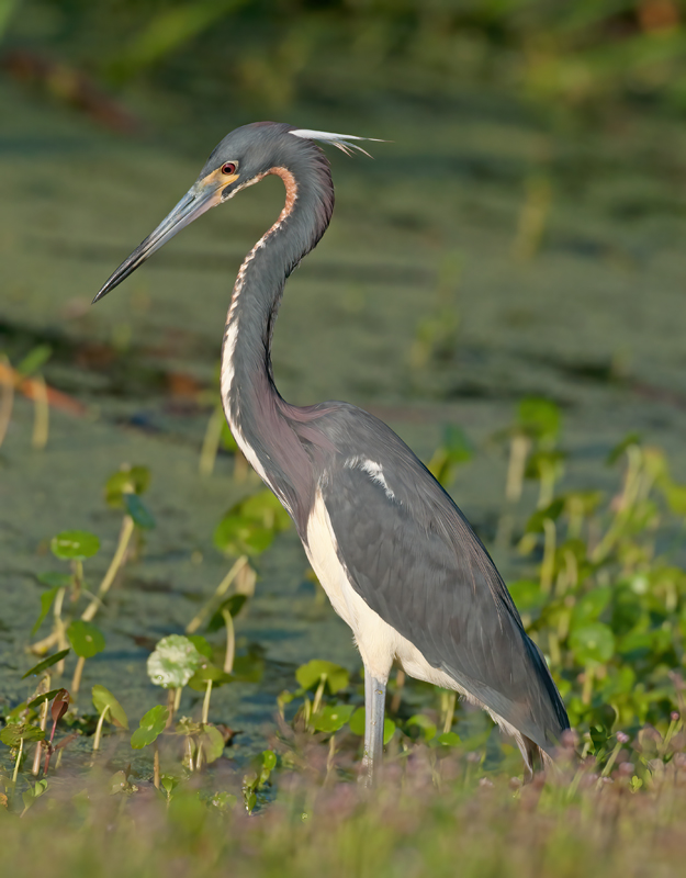 Tricolored_Heron_10_FL_027