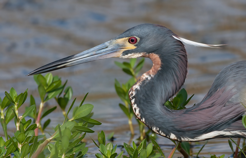 Tricolored_Heron_10_FL_034