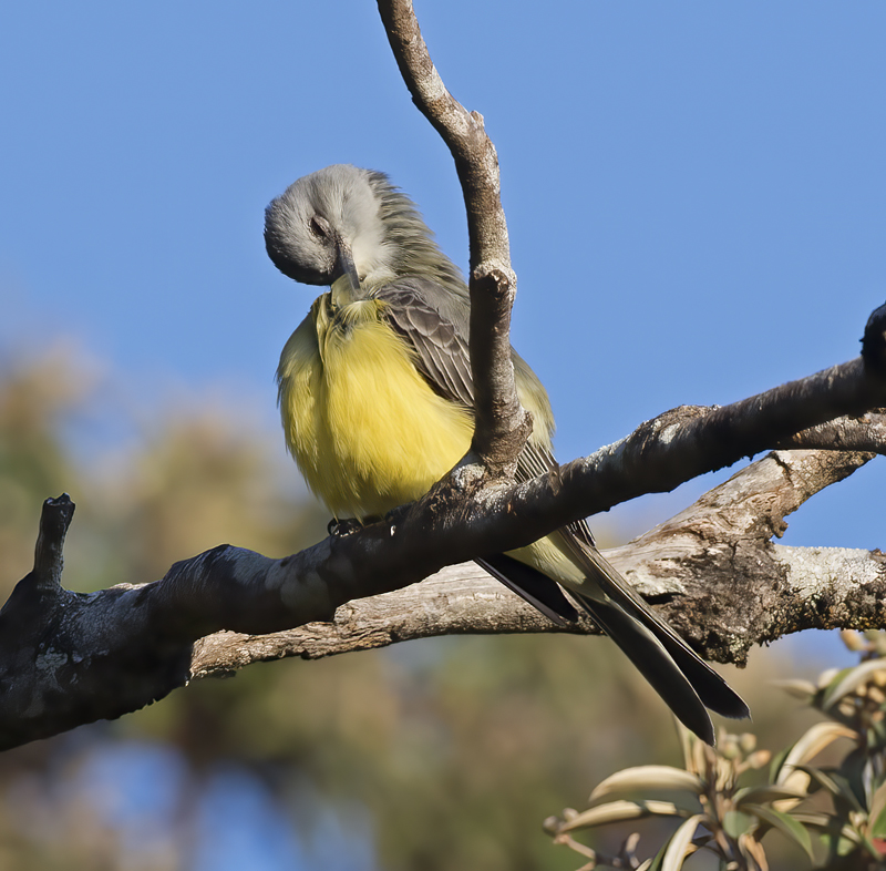 Tropical_Kingbird_17_Costa_Rica_001