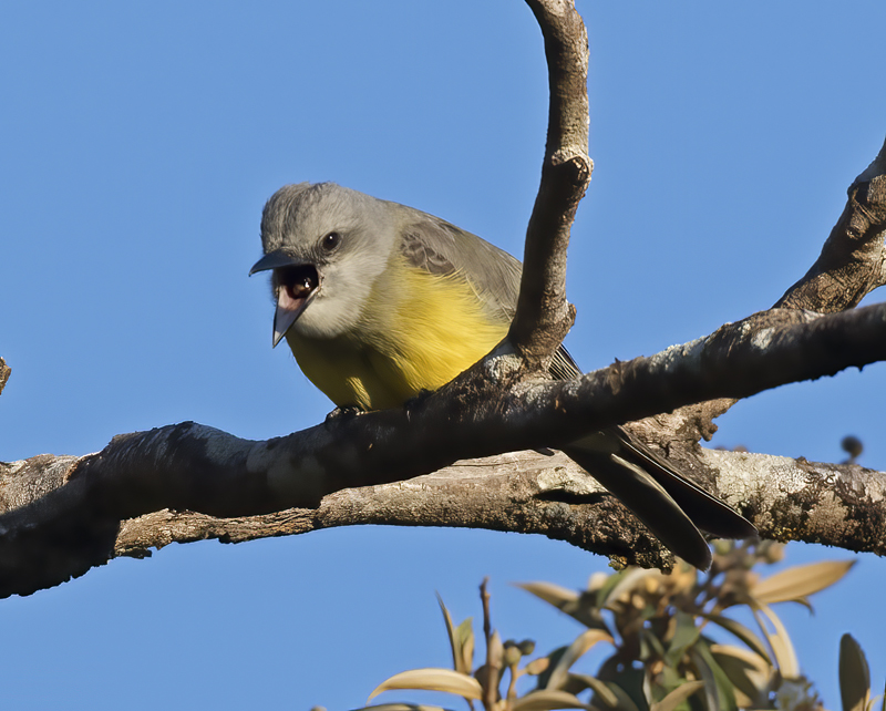 Tropical_Kingbird_17_Costa_Rica_010