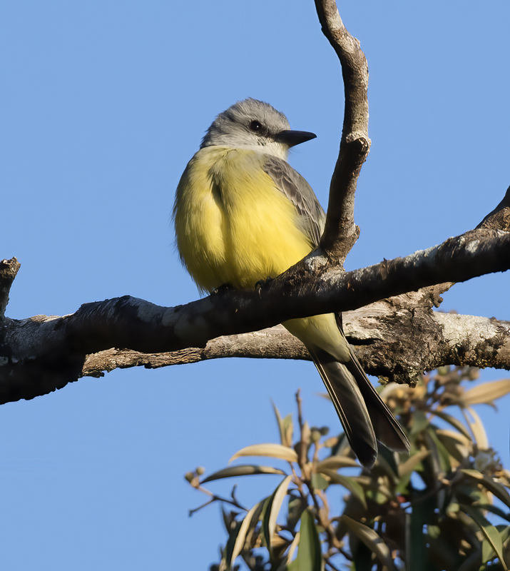 Tropical_Kingbird_17_Costa_Rica_011