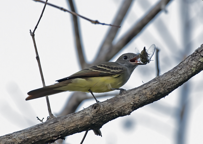 Tropical_Kingbird_17_Costa_Rica_034