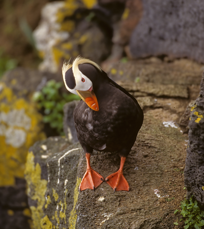 Tufted_Puffin_98_AK_002