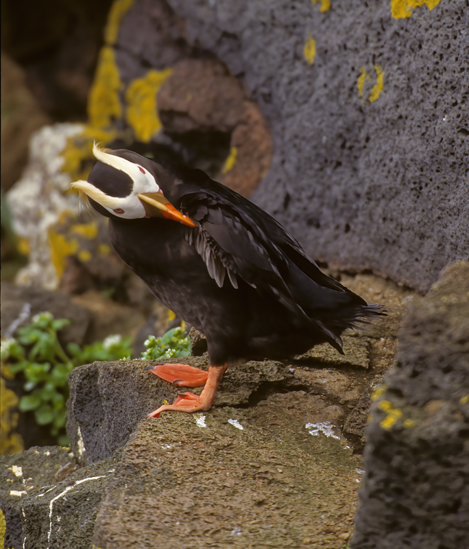 Tufted_Puffin_98_AK_003