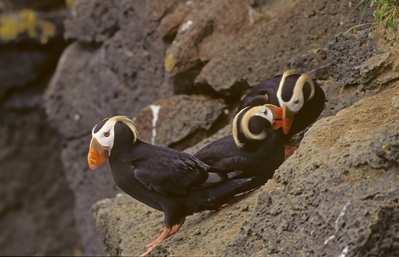 Tufted_Puffin_98_AK_015