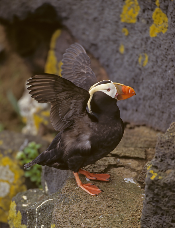 Tufted_Puffin_98_AK_017