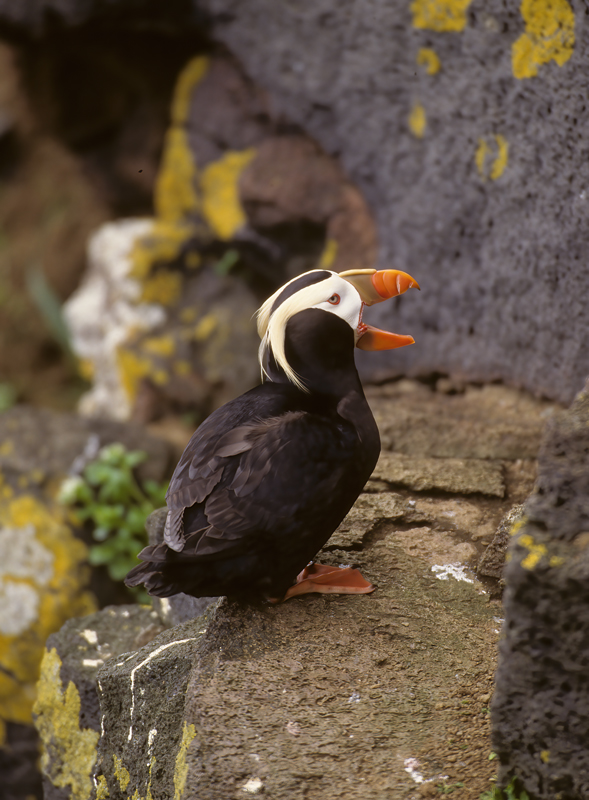 Tufted_Puffin_98_AK_023