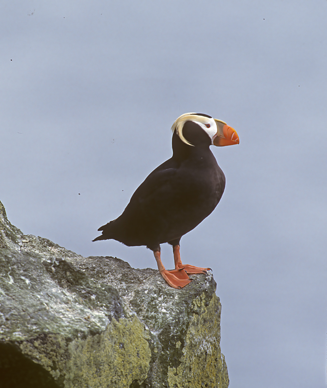 Tufted_Puffin_98_AK_024