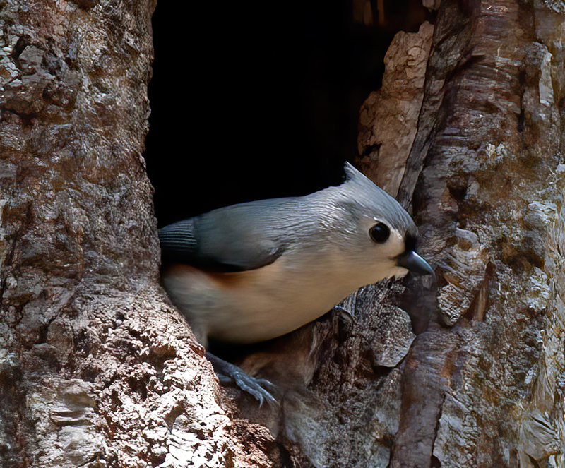 Tufted_Titmouse_10_FL_007