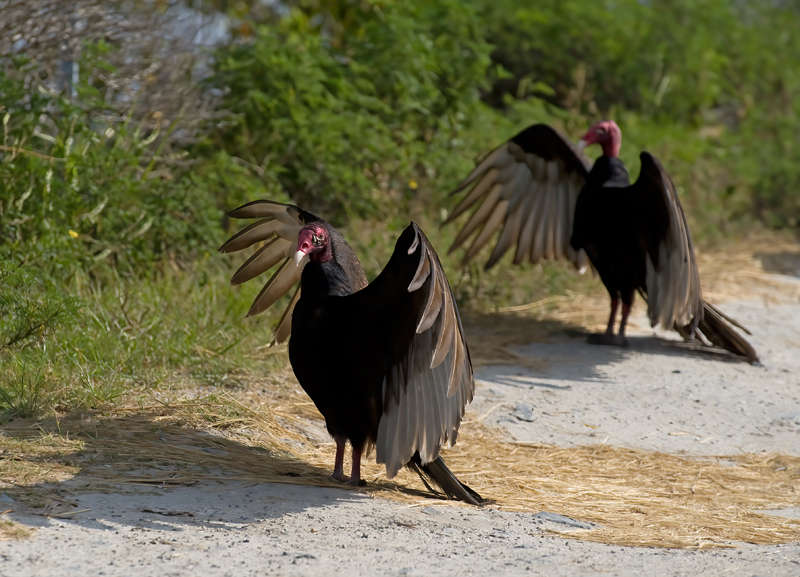 Turkey_Vulture_08_FL_002