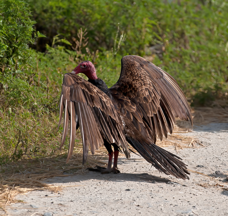 Turkey_Vulture_08_FL_004