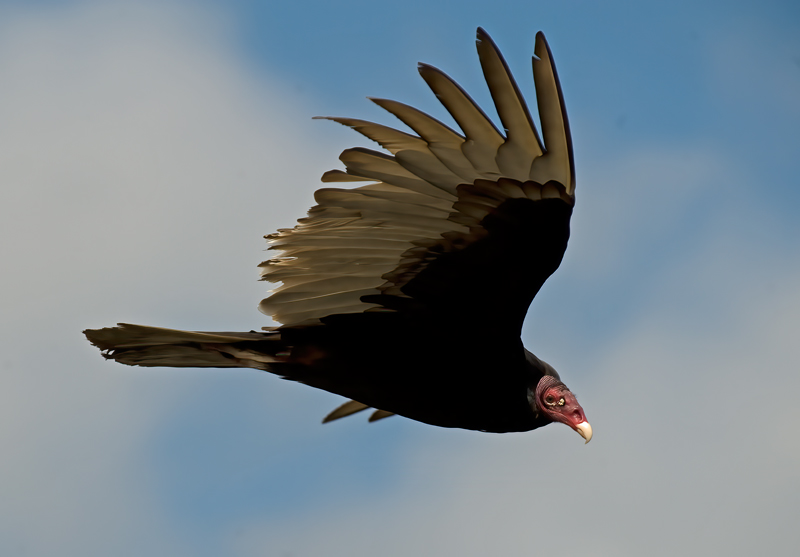 Turkey_Vulture_08_FL_008