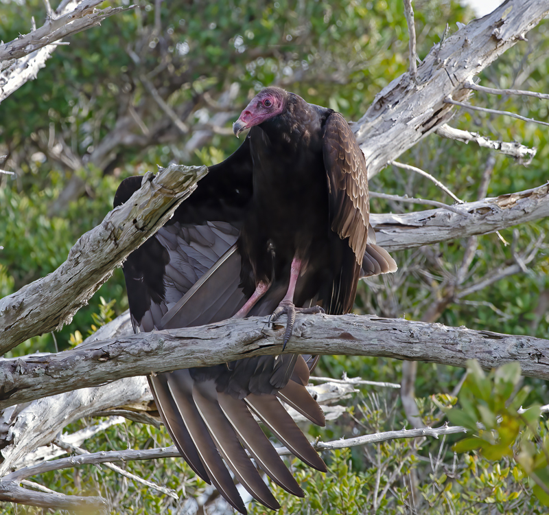 Turkey_Vulture_11_FL_001