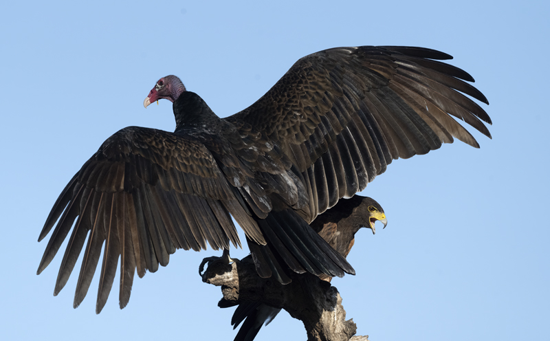 Turkey_Vulture_22_TX_007