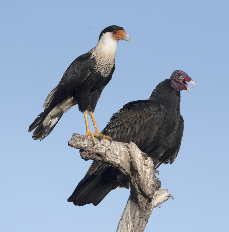 Turkey_Vulture_22_TX_015