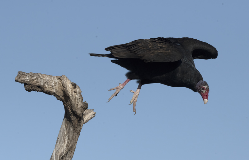 Turkey_Vulture_22_TX_029