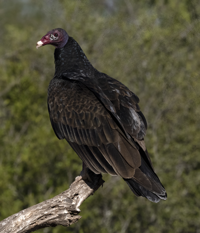 Turkey_Vulture_22_TX_031