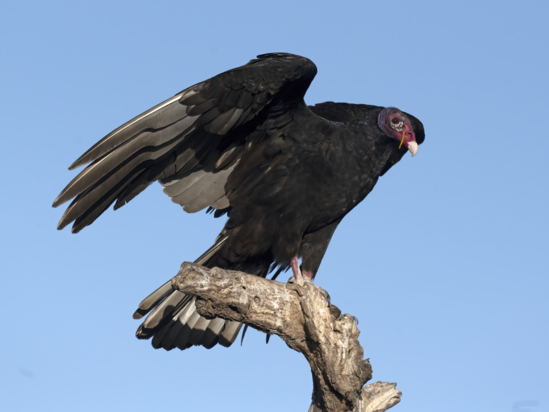 Turkey_Vulture_22_TX_032