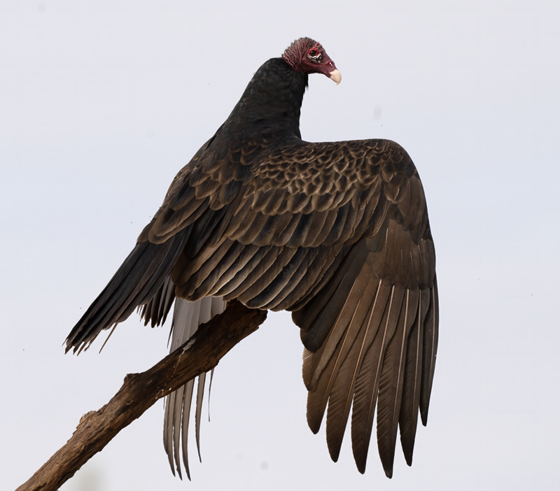 Turkey_Vulture_24_TX_C_505