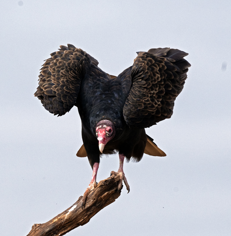 Turkey_Vulture_24_TX_C_506
