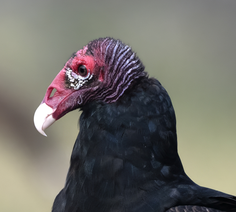 Turkey_Vulture_24_TX_L_006