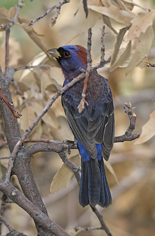 Varied_Bunting_15_AZ_003