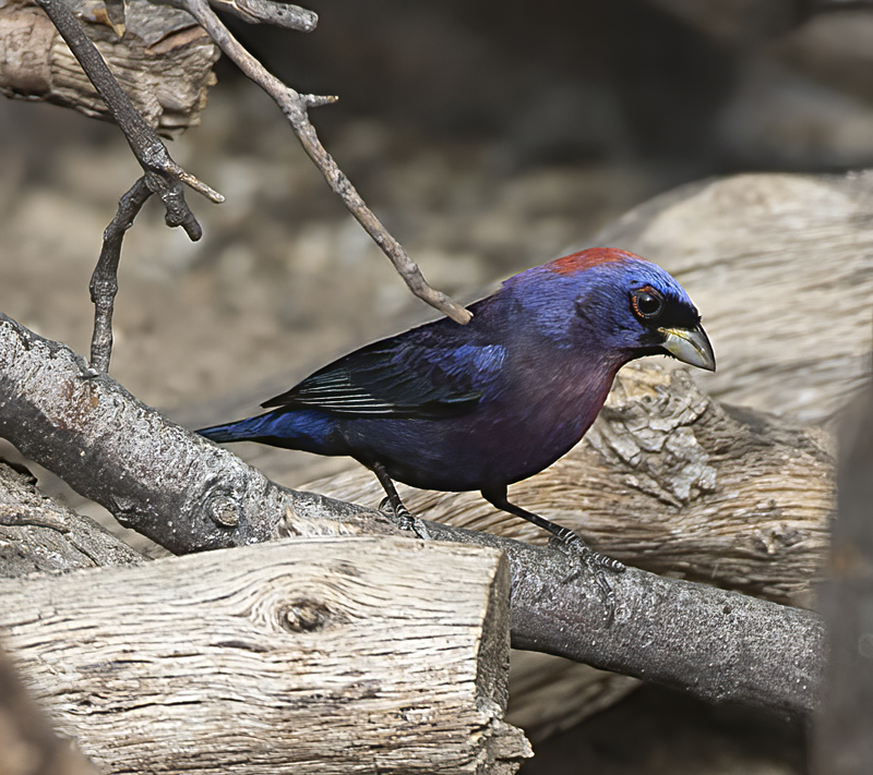 Varied_Bunting_15_AZ_006