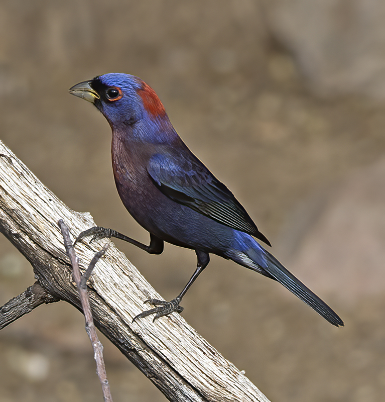 Varied_Bunting_15_AZ_014