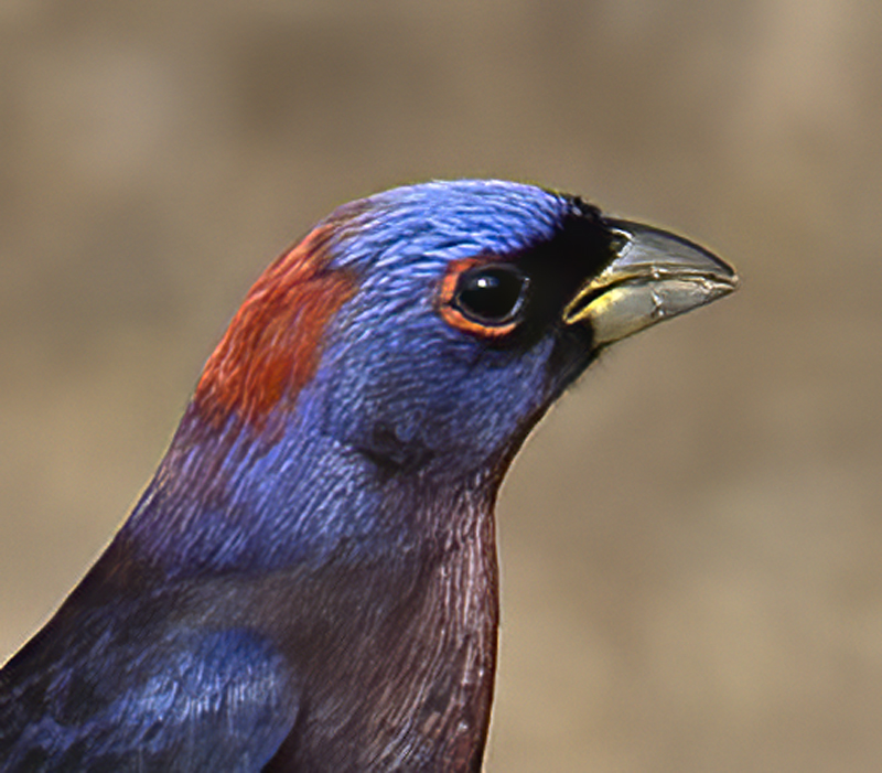Varied_Bunting_15_AZ_014a