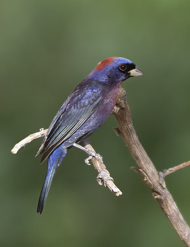 Varied_Bunting_15_AZ_020