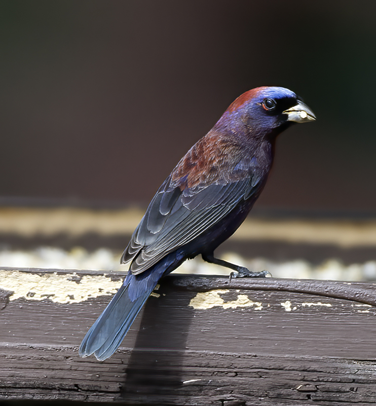 Varied_Bunting_15_AZ_021