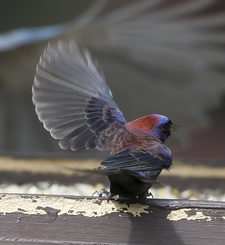 Varied_Bunting_15_AZ_028