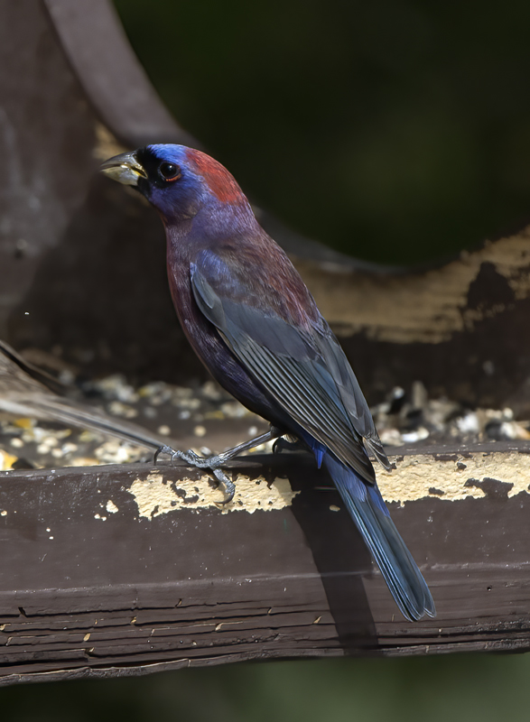 Varied_Bunting_15_AZ_039