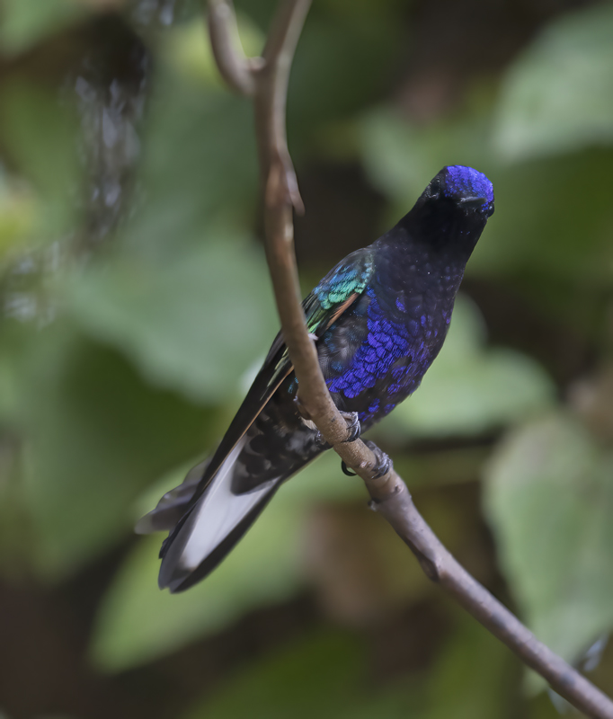 Velvet-purple_Coronet_18_Ecuador_095